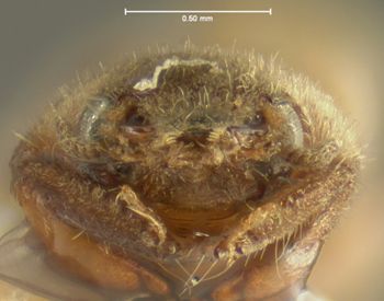 Media type: image;   Entomology 2323 Aspect: head frontal view